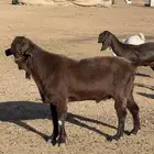 للبيع تيس شامي صنف جباره وشرط القريع