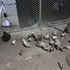 صوص بلدي بصحة ممتازة