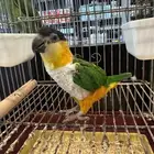 أثنى بلاك هيد كايك جاهزه للانتاج