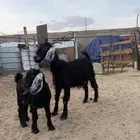عنز متبع تحتها عناق