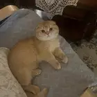 قط قزم منشكن سكوتش للتزاوج