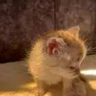 هره مهجن تبني