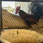 للبيع دجاج عربي اصيل وأغراضه