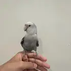 ببغاء للبيع