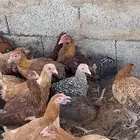 دجاج