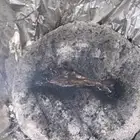 عود بخور الهندي الموري دبل سوبر منظف