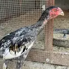 ديكه