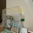 طيور حب مع بيتهم