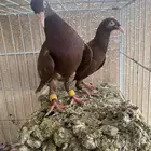 حمام سوري دنش ازواج منتجات