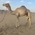 هجن