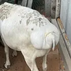 طليان برابر مرابي طب وتخير مقفلات شحم ولحم