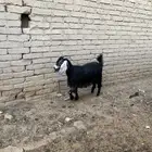 تم البيع
