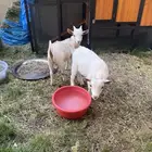 الماعز القزم