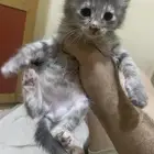 قطط للتبني