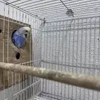 جوز بادجي بفروخه
