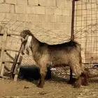 للبيع تيس فاخر