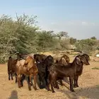معزا جفرات قبرصيات حمر نوادر