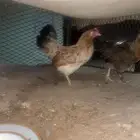 دجاجه مشروطه