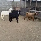 تيوس عرضيه للبيع للتواصل فقط مكالمه او رسائل صوتيه