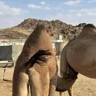 قعود. بلدي. كفو. للبيع.
