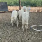 خرفان حريات كفوو