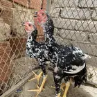 فروخ سنديه فاخره