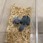 فروخ روز للبيع