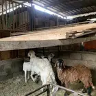 خروف حري عمره سديس شرط فحل