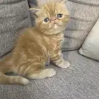 بيكي فيس بيور