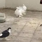 حمام مشكل على السوم