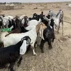 جفرات مقاني