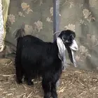 عنز عارضيه ومعها جفره