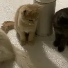 قطط