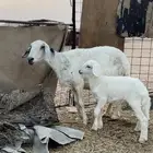 خلفه حريه