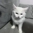 شيرازي
