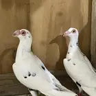 جوز بغدادي