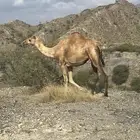 ابل للبيع ثنتين عليه اثنين قعدان