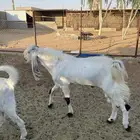 فحل هولندي مشروك