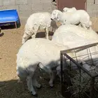 خرفان ذبايح للبيع