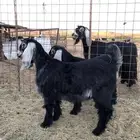 جفار  تيوس   ذبايح