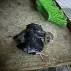 ماشاء الله مكان حمامة صغيرة سوداء في أم الحمام