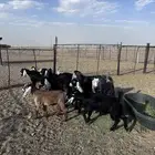 تيوس وجفار