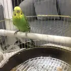 طير بادجي للبيع