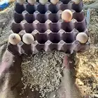 بيض مخصب شامو الماني هزاز وشامو ياباني