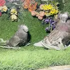 للبيع طبه بخاره