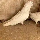 الرياض السويدي