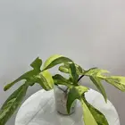 نبته Philodendron Florida Beauty Variegated
