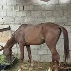 خيل شعبي