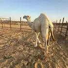 قعود باتلي كفو للبيع