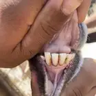 معزا